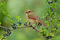 Northern Cardinal (Cardinalis cardinalis), adult female eating Elbow bush (Forestiera pubescens) berries, Hill Country, Texas, USA. May