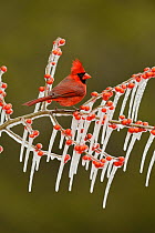 Northern Cardinal (Cardinalis cardinalis), adult male perched on icy branch of Possum Haw Holly (Ilex decidua) with berries, Hill Country, Texas, USA. February