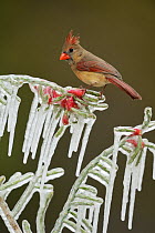 Northern Cardinal (Cardinalis cardinalis), adult male perched on icy branch of Christmas cholla (Cylindropuntia leptocaulis), Hill Country, Texas, USA. February