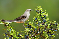 Northern Mockingbird (Mimus polyglottos), adult eating Elbow bush (Forestiera pubescens) berries, Rio Grande Valley, South Texas, Texas, USA. May