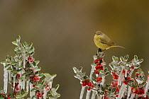Orange-crowned Warbler (Vermivora celata), adult perched on icy branch of Yaupon Holly (Ilex vomitoria) with berries, Hill Country, Texas, USA. February