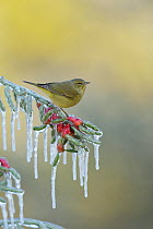 Orange-crowned warbler (Vermivora celata), adult perched on icy branch of Christmas cholla (Cylindropuntia leptocaulis), Hill Country, Texas, USA. January