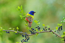 Painted Bunting (Passerina ciris), adult male perched on Elbow bush (Forestiera pubescens) with berries, Hill Country, Texas, USA. May