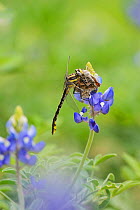 Plains Clubtail (Gomphus externus), adult perched on Texas Bluebonnet (Lupinus texensis) with butterfly prey, Texas, USA. April
