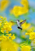 Ruby-throated hummingbird (Archilochus colubris), female in flight feeding on Yellow bells (Tecoma stans) flower, Hill Country, Texas, USA. September