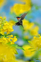 Ruby-throated hummingbird (Archilochus colubris), male in flight feeding on Yellow bells (Tecoma stans) flower, Hill Country, Texas, USA. September