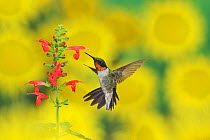 Ruby-throated hummingbird (Archilochus colubris), male in flight feeding on Tropical Sage (Salvia coccinea) flower, Hill Country, Texas, USA. September