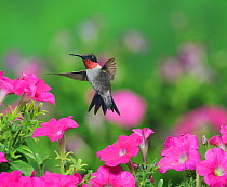 Ruby-throated hummingbird (Archilochus colubris), male in flight feeding on Petunia  flowers, Hill Country, Texas, USA. September