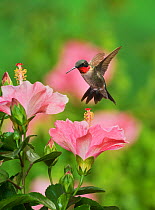 Ruby-throated hummingbird (Archilochus colubris), male in flight feeding on Hibiscus flower, Hill Country, Texas, USA. September