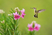 Ruby-throated hummingbird (Archilochus colubris), female in flight feeding on blooming Desert willow (Chilopsis linearis), Hill Country, Texas, USA. August