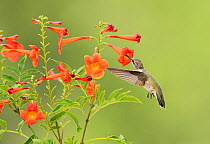 Ruby-throated hummingbird (Archilochus colubris), female in flight feeding on Yellow bells (Tecoma stans) flower, Hill Country, Texas, USA. August