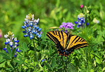 Two-Tailed swallowtail butterfly (Papilio multicaudata), adult perched on Texas Bluebonnet (Lupinus texensis), Texas, USA. April