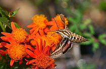 White-lined sphinx (Hyles lineata), adult in flight feeding on Mexican flame vine (Senecio confusus) flower, Hill Country, Texas, USA. March