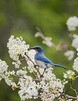 Western Scrub-Jay (Aphelocoma californica), adult perched on blooming Mexican Plum (Prunus mexicana, Hill Country, Texas, USA. March