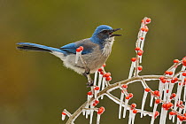 Western Scrub-Jay (Aphelocoma californica), adult calling on icy branch of Possum Haw Holly (Ilex decidua) with berries, Hill Country, Texas, USA. February