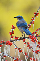 Western Scrub-Jay (Aphelocoma californica), adult perched on icy branch of Possum Haw Holly (Ilex decidua) with berries, Hill Country, Texas, USA. January