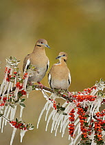 White-winged Dove (Zenaida asiatica), adult perched on icy branch of Yaupon Holly (Ilex vomitoria), Hill Country, Texas, USA. February
