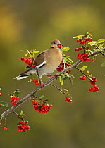White-winged Dove (Zenaida asiatica), adult eating Firethorn (Pyracantha coccinea)  berries, Hill Country, Texas, USA. February