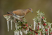 White-winged Dove (Zenaida asiatica), adult perched on icy branch of Yaupon Holly (Ilex vomitoria), Hill Country, Texas, USA. February