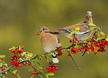 White-winged Dove (Zenaida asiatica), adults eating Firethorn (Pyracantha coccinea)  berries, Hill Country, Texas, USA. February