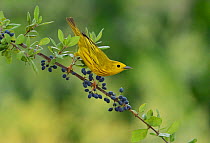 Yellow Warbler (Dendroica petechia), adult male perched on Elbow bush (Forestiera pubescens) with berries, Hill Country, Texas, USA. May