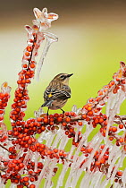 Yellow-rumped Warbler (Dendroica coronata),  adult perched on icy branch of Yaupon Holly (Ilex vomitoria) with berries, Hill Country, Texas, USA. February