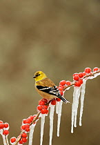 American goldfinch (Carduelis tristis), adult in winter plumage perched on icy branch of Possum Haw Holly (Ilex decidua), Hill Country, Texas, USA, February.. February