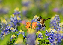 Black-chinned hummingbird (Archilochus alexandri), adult male feeding on blooming Prairie Paintbrush (Castilleja purpurea var. lindheimeri) among Texas Bluebonnet (Lupinus texensis), Hill Country, Tex...
