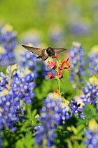 Black-chinned hummingbird (Archilochus alexandri), adult male feeding on blooming Scarlet betony (Stachys coccinea) among Texas Bluebonnet (Lupinus texensis), Hill Country, Texas, USA. April