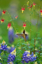 Black-chinned hummingbird (Archilochus alexandri), adult male feeding on Red Columbine (Aquilegia canadensis) flowers growing with  Texas Bluebonnet (Lupinus texensis), Hill Country, Texas, USA. April