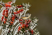 Black-crested titmouse (Baeolophus bicolor), adult perched on icy branch of Yaupon Holly (Ilex vomitoria) with berries, Hill Country, Texas, USA. February