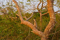 Great potoo (Nyctibius grandis) camouflaged in tree, Panatal, Brazil.