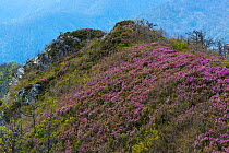 Chamois (Rupicapra rupicapra pyrenaica) on hill in habitat, with flowering heather. Cantabrian mountains, Degana e Ibias Natural Park, Asturias, Spain, May 2012.