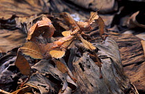 Maclay's stick insect (Extatosoma tiaratum) camouflaged in dead leaves. Captive.