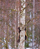 Wolverine (Gulo gulo) climbing tree, captive, Finland.