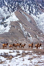 Elk / Wapiti (Cervus canadensis) herd, Yellowstone National Park, Wyoming, USA.