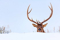 Elk / Wapiti (Cervus canadensis) stag in snow, Yellowstone National Park, Wyoming, USA.