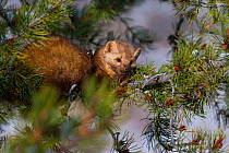 American pine marten (Martes americana) on snowy branch, captive.