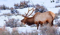 Elk or wapiti (Cervus canadensis) in snow, Yellowstone National Park, Wyoming, USA, February.