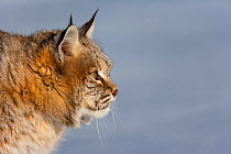Bobcat (Lynx rufus) in snow, profile. Captive.
