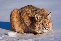 Bobcat (Lynx rufus) in snow, captive.
