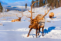 Elk or wapiti (Cervus canadensis) stags in snow, Yellowstone National Park, Wyoming, USA, February.