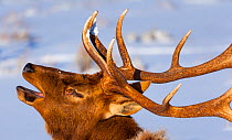 Elk or wapiti (Cervus canadensis) calling in snow, Yellowstone National Park, Wyoming, USA, February.