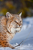 Bobcat (Lynx rufus) in snow. Captive.