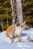 Bobcat (Lynx rufus) playing with tree branch in snow. Captive.