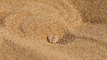 Peringuey's adder (Bitis peringueyi) buried in sand, hunting, Namib Desert, Namibia.