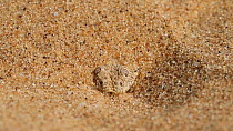Peringuey's adder (Bitis peringueyi) buried in sand,  flicking tongue, hunting, Namib Desert, Namibia.