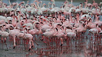 Greater flamingoes (Phoenicopterus ruber) and Lesser flamingoes (Phoeniconaias minor), Walvis Bay, Namibia.