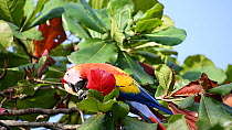 Scarlet macaw (Ara macao) feeding in an Almond tree (Prunus), Costa Rica.