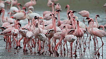 Mixed flock of Greater flamingoes (Phoenicopterus ruber) and Lesser flamingoes (Phoeniconaias minor) feeding, Walvis Bay, Namibia.